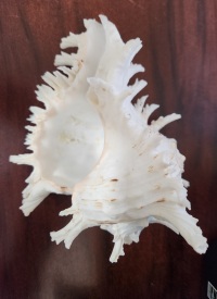 Seashell - Lacey Murex